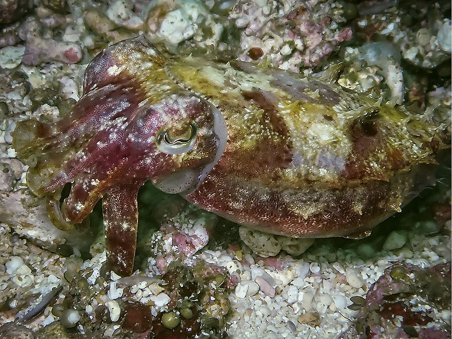 Ascarosepion latimanus